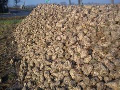 Sugar%20beet%20harvest%2016