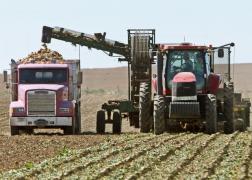 Sugar%20beet%20harvest%2018